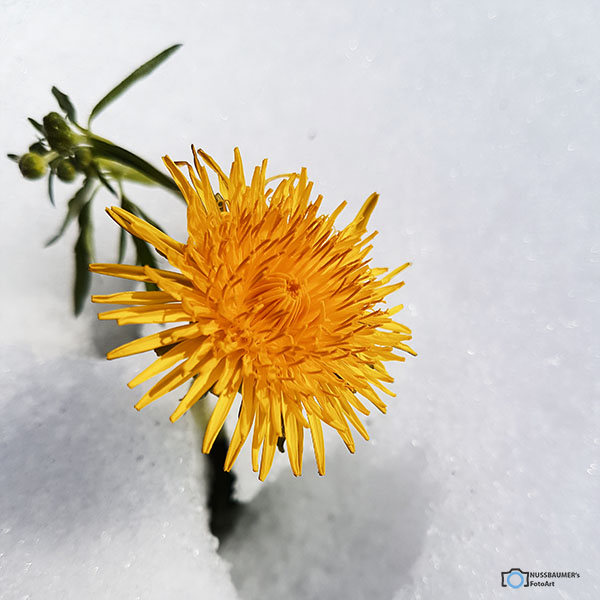 Löwenzahn im Schnee