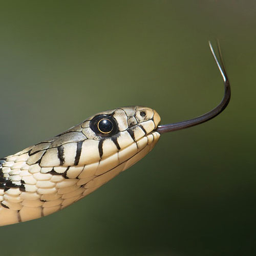 Grass Snake
