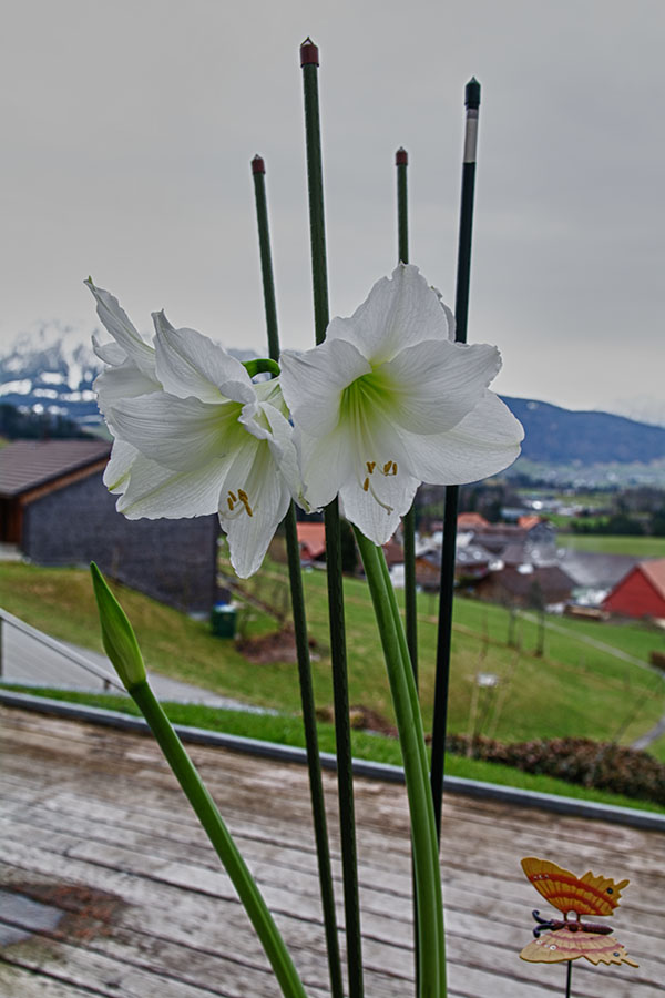 Foto Amaryllis Blüten
