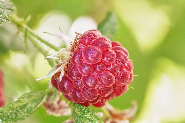 Himbeere