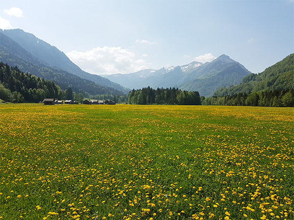 Bild Schnepfau